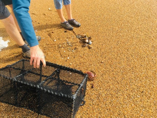 crab on beach