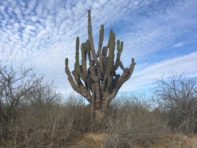 cacti