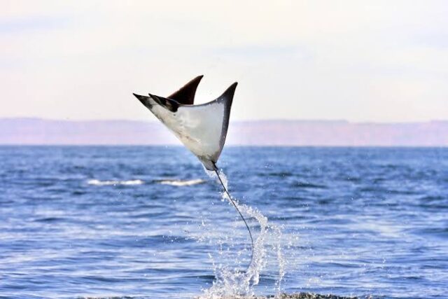 Mobula Ray