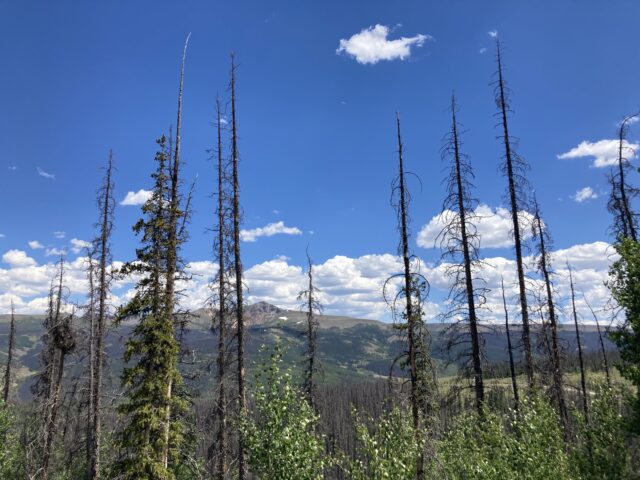 summit with trees and pine beetle damage