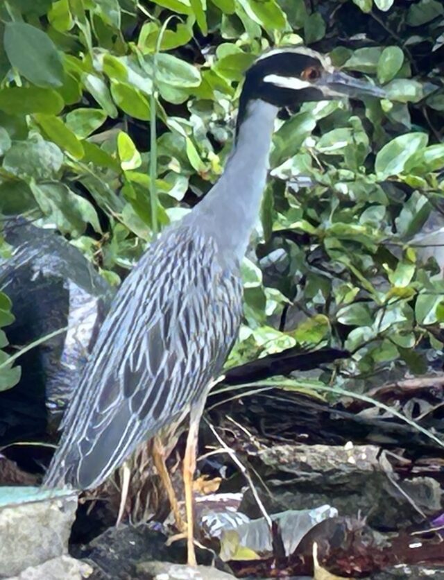 Yellow-crowned Night Heron