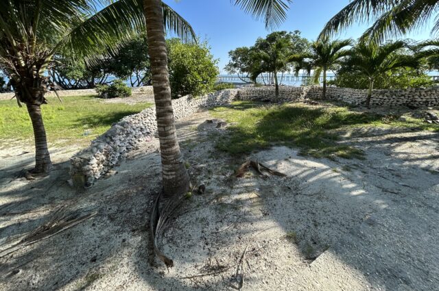 conch shell wall